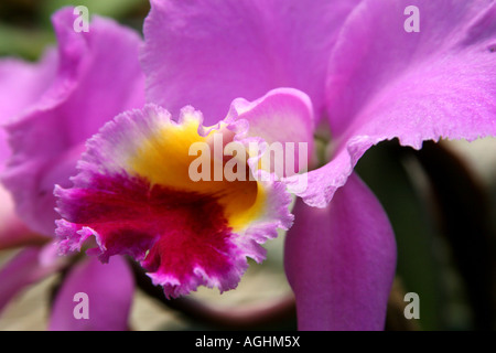 Einzigen rosa Cattleya Typ Orchidee in Panama mit einem Closeup-look Stockfoto