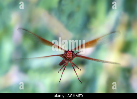 Libelle im Flug Stockfoto