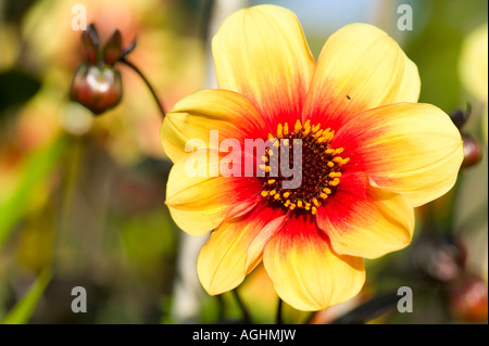 Dahlien in Holehird Gärten, Windermere, Cumbria, UK Stockfoto