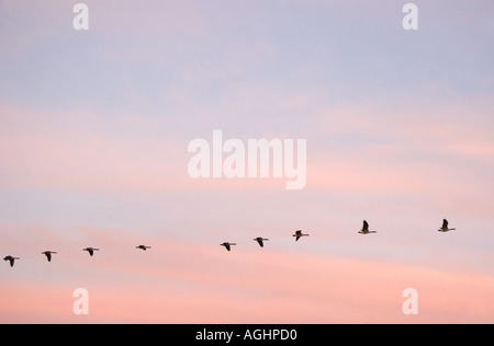 Migrierende Gänse im Herbst - Radley Oxforshire Stockfoto