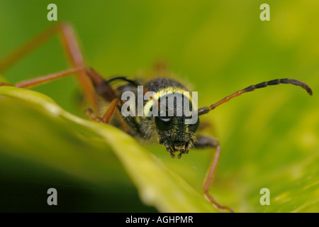 Wasp-Käfer, Clytus Arietus. Stockfoto