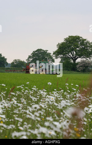 Traktor sprühen ein Getreide-Feld mit Oxeye Gänseblümchen im Vordergrund Stockfoto