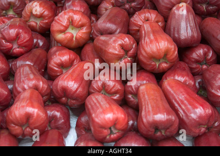 rote, tränende Rosenapfel Syzygium aqueum Stockfoto