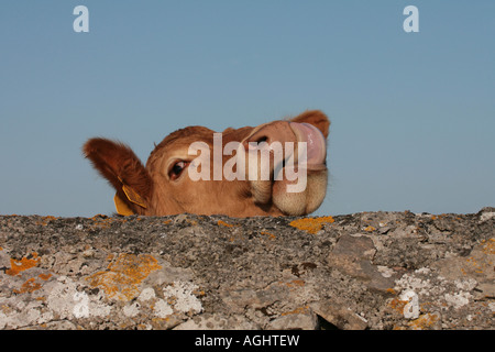 Kuh auf der Suche über eine Steinmauer mit seiner Zunge heraus Stockfoto