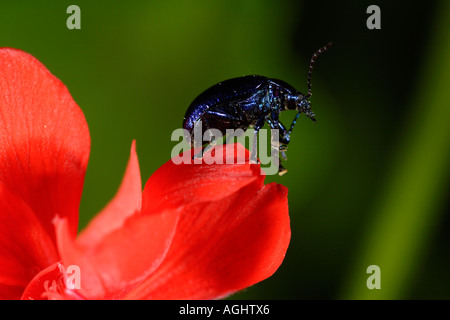 Käfer Chrysomelidae Melasoma Aenea Nizza Frankreich Stockfoto