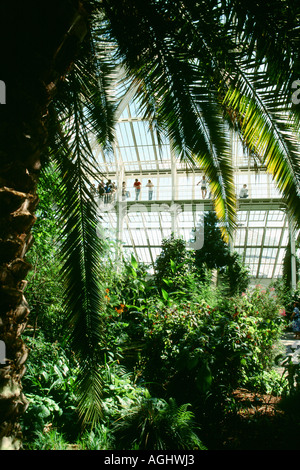 Palm House Innenraum, Kew Gardens, London Stockfoto