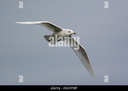 Island-Möve, Larus Glaucoides, 1. Winter, äußeren Hebriden, Schottland Stockfoto