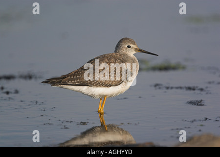 Weniger Yellowlegs, Tringa Flavipes, Juvenile, Shetland, Schottland Stockfoto