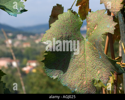 Close view of grape leaves in vineyard overlooking Castelvecchio Tuscany Italy Stockfoto