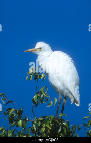 Rinderreiher, Rinderreiher, Bubulcus ibis, früher Ardeola ibis mit blauem Himmel Stockfoto