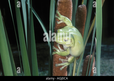 Grünen Laubfrosch auf eine Binsen Stockfoto