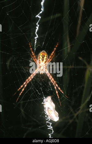 Weibliche St Andrews Cross Spider Argiope Keyserlingi ist eine gemeinsame australische Spinne Stockfoto