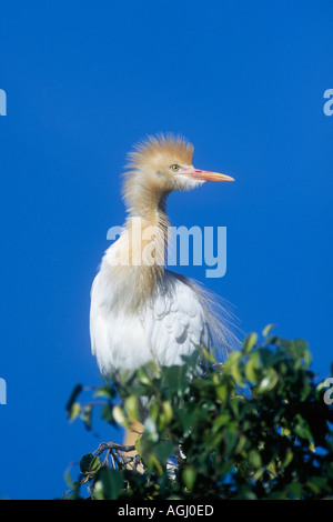 Rinderreiher, Bubulcus ibis, früher Ardeola ibis, mit Paargefieder Stockfoto