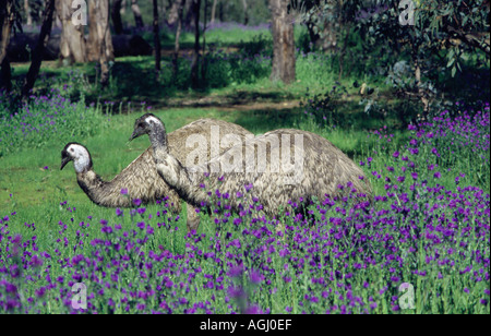 Zwei Emus, Dromaius novaehollandiae, füttern in einem Fleck lila Blüten. Warrumbungle National Park, Western NSW, Australien Stockfoto