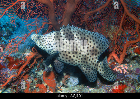 Barramundi Cod, Cromileptes Altivelis vor Gorgonien dieser Fisch ist ein Liebling der Angler Stockfoto
