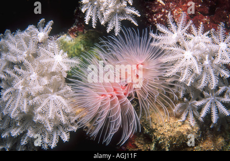 Herrliche Rohr Protula bispiralis, Wurm, zuvor Protula magnifica. Stockfoto