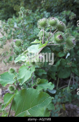 Geringerem Klette Arctium minus kolonisieren Wald Rand Stockfoto