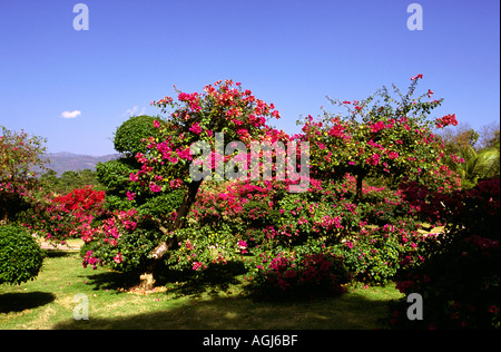 China Yunnan Jinghong tropischen Pflanzen Research Institute Trauerweiden Stockfoto