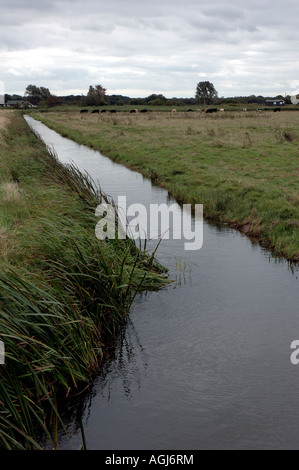 Entwässerung-Deich in Weiden Sümpfen nahe Hickling Broad, Norfolk Broads National Park Stockfoto