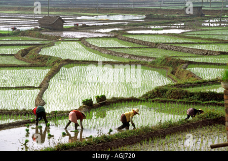 China Yunnan South Xishangbanna Manfeilong Pflanzen Reis in überfluteten Reisfeldern Stockfoto