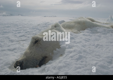 Toter Eisbär könnte hat im Winter verhungert und ein alltäglicher Anblick wie Klimawandel, Meer-Ica verringert Stockfoto