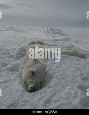 Toter Eisbär könnte hat im Winter verhungert und ein alltäglicher Anblick wie Klimawandel, Meer-Ica verringert Stockfoto