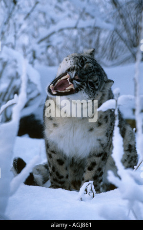 Snow Leopard knurrend im Schnee Panthera Uncia im Port Lympne Zoo wo sie erfolgreich züchten Stockfoto