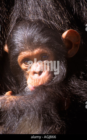 Baby Schimpansen in ihrer Mütter Armen gewiegt Stockfoto