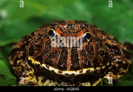 Argentinische gehörnten Frosch Stockfoto