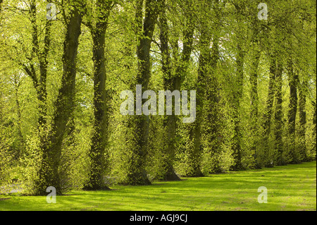 Eine Linie der Linden auf der Zufahrt in Keele University, UK Stockfoto