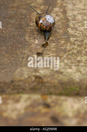 Ein gemeinsamer Garten-Schnecke (Helix Aspersa) & seiner Spur auf einer Terrasse Stockfoto