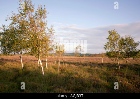 Birke und Heather auf die Dorset-Heide in der Nähe von Arne auf der Isle of Purbeck Stockfoto