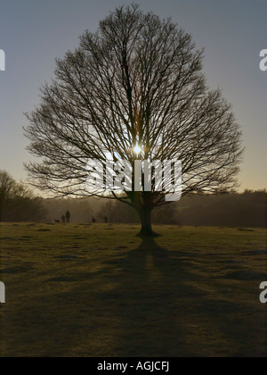 Ein Winter-Sonnenuntergang in Knole Park Sevenoaks Stockfoto