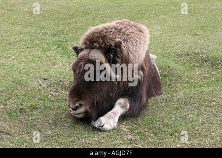 Moschus OX ovibus moschatus auf einem Bauernhof in der Nähe der Stadt Palmer Alaska USA Stockfoto