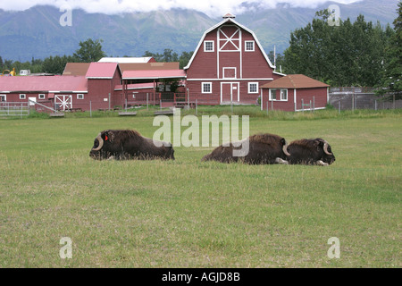 Moschus OX ovibus moschatus auf einem Bauernhof in der Nähe der Stadt Palmer Alaska USA Stockfoto