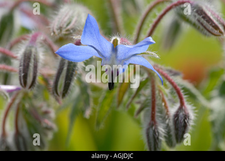 Blaue Blume und Haar bedeckt Knospen der Borretsch Borrango Officinalis Bedgebury Wald Kent UK 18. Juni 2006 Stockfoto