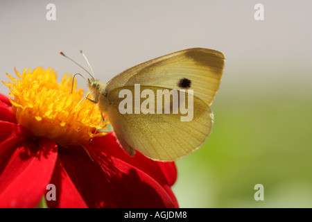 Große weiße Kohl Schmetterling Fütterung auf eine rote Dahlie Blume Bayern Deutschland Stockfoto