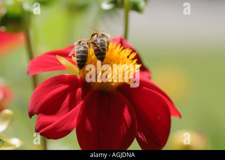 zwei Bienen Apis Mellifica Mellifera sammeln von Nahrung auf eine rote Dahlie Blüte wie Freunde berühren einander Bayern Deutschland Stockfoto