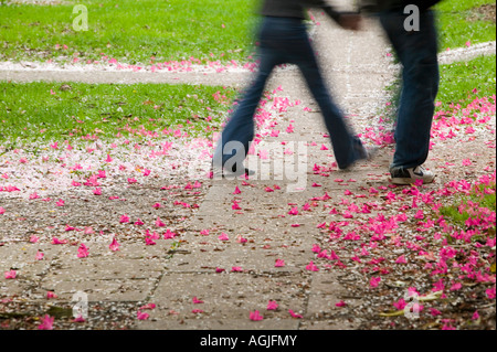 Eine Blume übersäten Pfad ab dem Frühjahr blühen fallen, Keele University Campus, Keele, UK Stockfoto