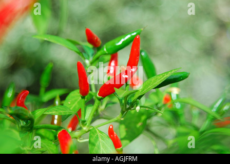 Birds eye Chili wächst auf einem Strauch im Vereinigten Königreich. Stockfoto