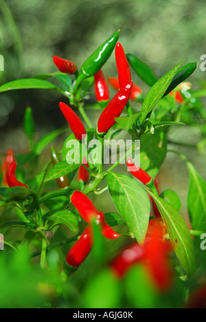 Birds eye Chili wächst auf einem Strauch im Vereinigten Königreich. Stockfoto