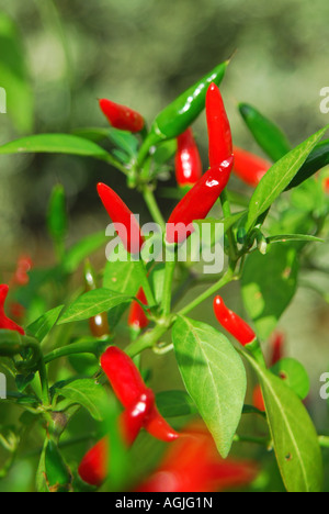 Birds eye Chili wächst auf einem Strauch im Vereinigten Königreich. Stockfoto