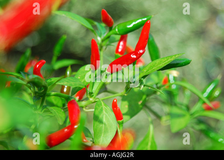 Birds eye Chili wächst auf einem Strauch im Vereinigten Königreich. Stockfoto