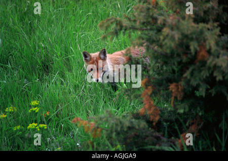 Ein Fuchs im italienischen Nationalpark Abruzzo Lazio und Molise Stockfoto