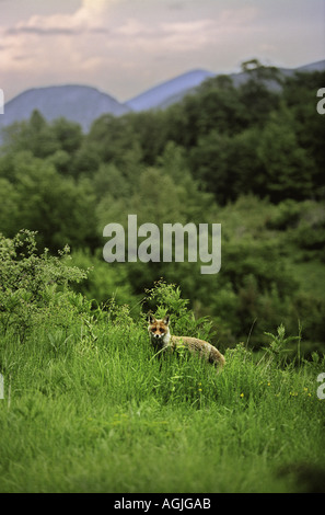 Ein Fuchs im italienischen Nationalpark Abruzzo Lazio und Molise Stockfoto