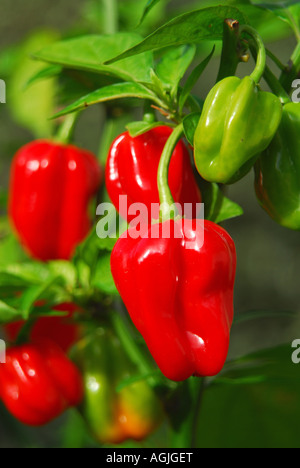 Habanero Chili (Capsicum Chinense) wächst auf einer Anlage im Vereinigten Königreich. Stockfoto