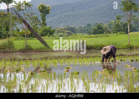 Thailändischer Landwirt oder Landarbeiter, der im Wasser steht und Reis auf Feldern pflanzt, Nord-Chiang Mai, Asien. Stockfoto