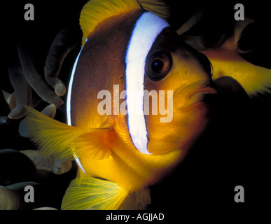 Clownfish Big Close up looking to camera Stockfoto