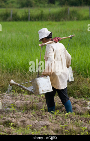 Landarbeiter, hände Bewässerung in Chiang Mai Thailand Stockfoto