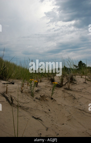 Die Lake Michigan MI Sommerlandschaft mit Marramgras auf einer Sanddüne Bilder Bilder Bilder Fotos hochauflösendes vertikales Format in den USA in hoher Auflösung Stockfoto